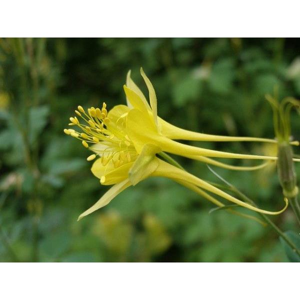K814 アキレギア 西洋オダマキ Chrysantha Denver Gold 5粒 K814 Wing Solar 通販 Yahoo ショッピング