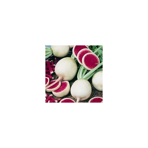 V74 B Radish Water Melon 粒 世界の珍しい野菜の種 Buyee Buyee 日本の通販商品 オークションの代理入札 代理購入