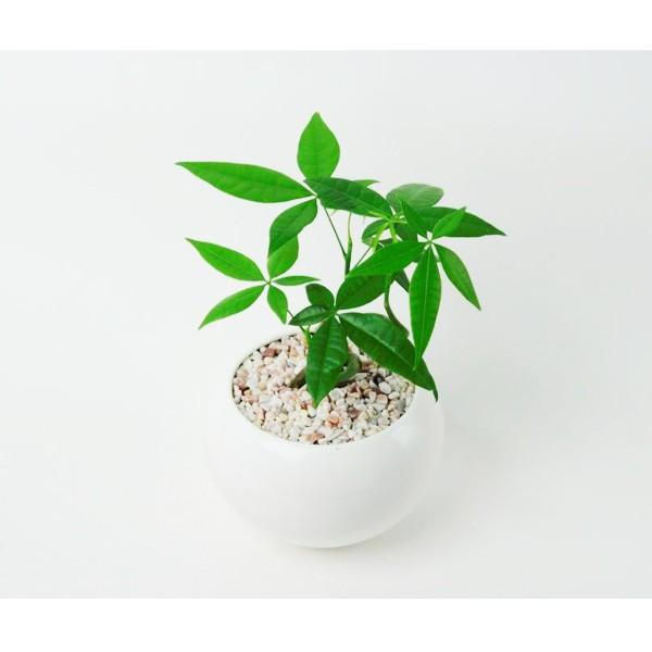 プロトリーフ マルチングストーン パステルピンク 公式ストア A S 1kg