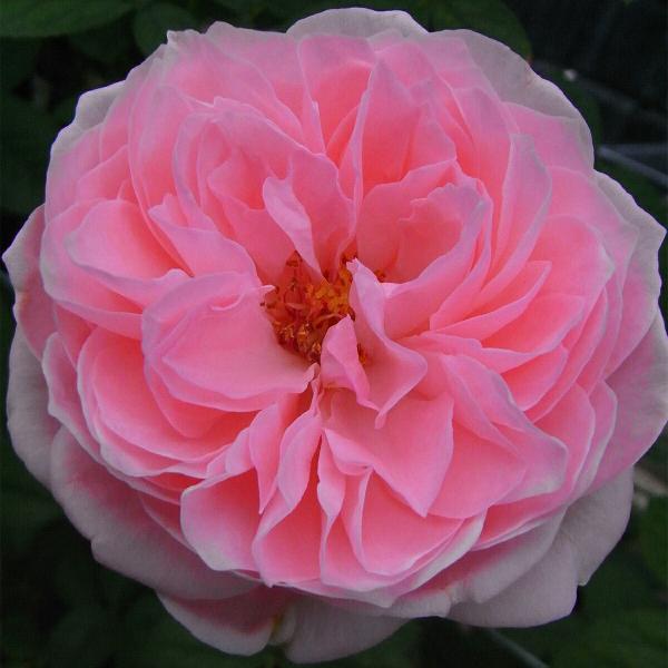 ※ご注文の前にお読みくださいメーカーより直送品となります。時指定はご対応出来かねますのでご了承お願い致します。ほか当店在庫商品を購入された場合別途送料が発生致します。当店一定金額以上の購入で送料が無料となりますがこちらの商品は対象外となりま...