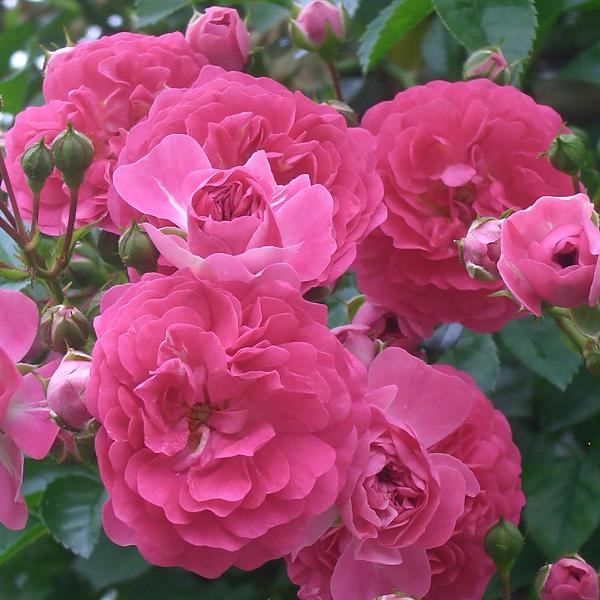 予約販売 スーパーエクセルサ 2年大苗クライミングローズ