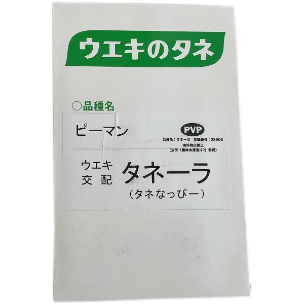 ※こちらは種子になります受粉しなくても着果する性質を持った種なしピーマン。1個あたり30〜50gの一般的なピーマンと同サイズ。着果が良くたくさん収穫できる。肉厚で苦みが少ない。品種名：タネーラ登録番号：28906海外持出禁止(公示(農林水産...
