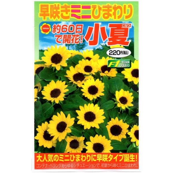 ひまわり☆ プロフもご覧ください 7個 Amazon | プロカット・ゴールドライトDMR（ヒマワリ）の種（20粒