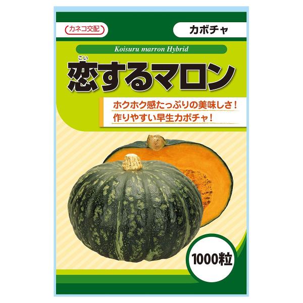 大容量カボチャ種子恋するマロン1000粒は買いか？