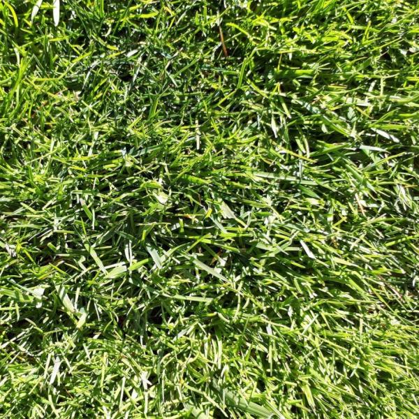 ※メーカーより直送品となります。当店から出荷される商品と一緒に購入された場合別途送料が発生致しますご了承ください。有効期限最低3カ月以上の商品を発送させていただきます。それ以下の期限になる場合、当店よりメールまたはお電話にてご連絡させていた...