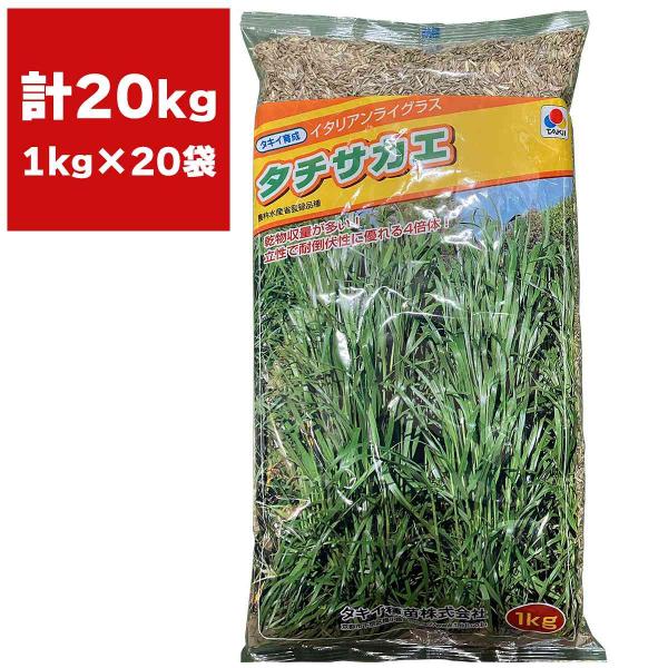イタリアンライグラス タチサカエ 4倍体 20kg (1kg×20袋) タキイ種苗 緑肥 種子 緑肥 種 牧草 種子 牧草 種 中生 イタリアンライグラス 種子 緑肥の種子