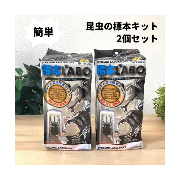 フジコン 標本LABO 2個セット カブトムシ クワガタ 昆虫 標本セ