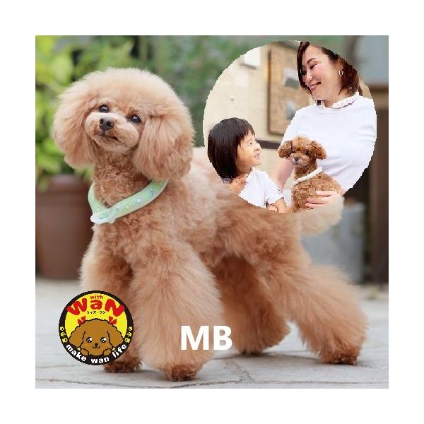 GODPIVA×SUO コラボ 28°ICE COOL RING ボタン付きGODPIVA限定デザインの28°アイスクールリング不思議なクールアイテム「SUO」の特徴からだの熱を吸収し心地よくクールダウン夏の暑さから大切な家族を守ります・2...