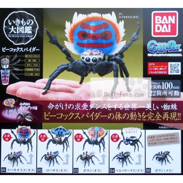 いきもの大図鑑 ピーコック スパイダー 全５種 （定形外発送可 配送累計 1セット分まで）