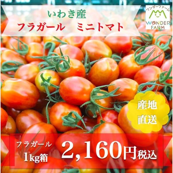 ミニトマト 贈答 フラガール ミニトマト 1kg箱 ワンダーファーム Fulagirl Minitomato ワンダーファーム 通販 Yahoo ショッピング