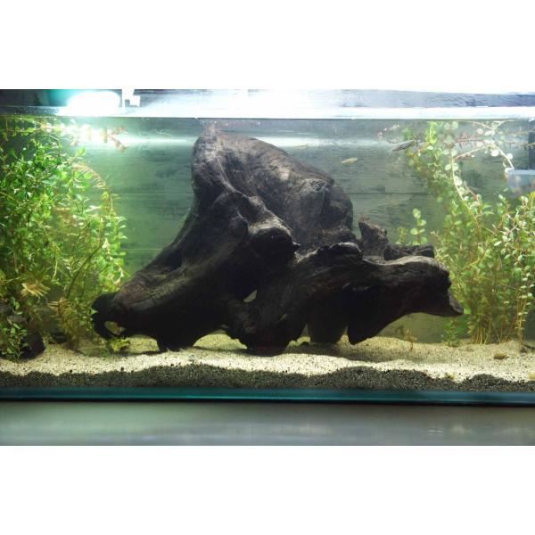沈むアクアリウム流木 大型 184 アク抜き処理済 沈下チェック済 School Holyspirit Indy Org