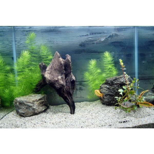 水槽 熱帯魚 レイアウト 総合 Favofavoitems