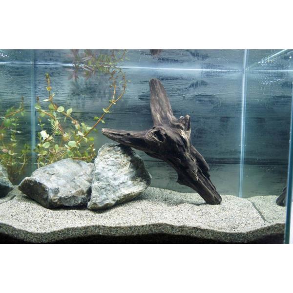 メダカ 水槽 レイアウト みんな探してる人気モノ メダカ 水槽 レイアウト ペット ペットグッズ