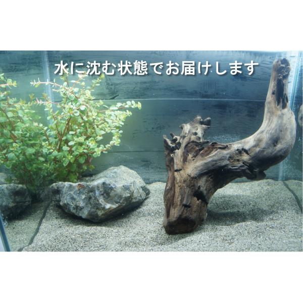 アクアリウム用　流木まとめ売り アクアリウム 流木 まとめ売り - メルカリ