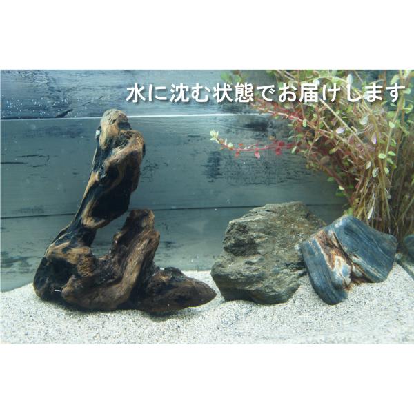 アク抜き不要！水に沈む状態でお届けします　流木　アクアリウム　水槽　熱帯魚 あく抜き不要！水に沈む状態でお届けします』アクアリウム 流木