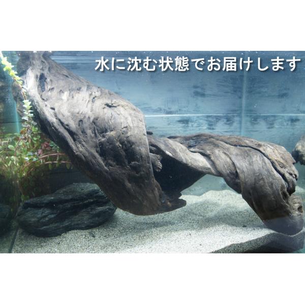 アク抜き不要！水に沈む状態でお届けします　流木　アクアリウム　水槽　熱帯魚 wooddrops_aqua475