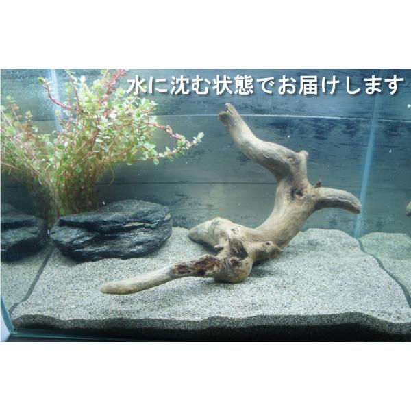 あく抜き不要！水に沈む状態でお届けします』アクアリウム 流木