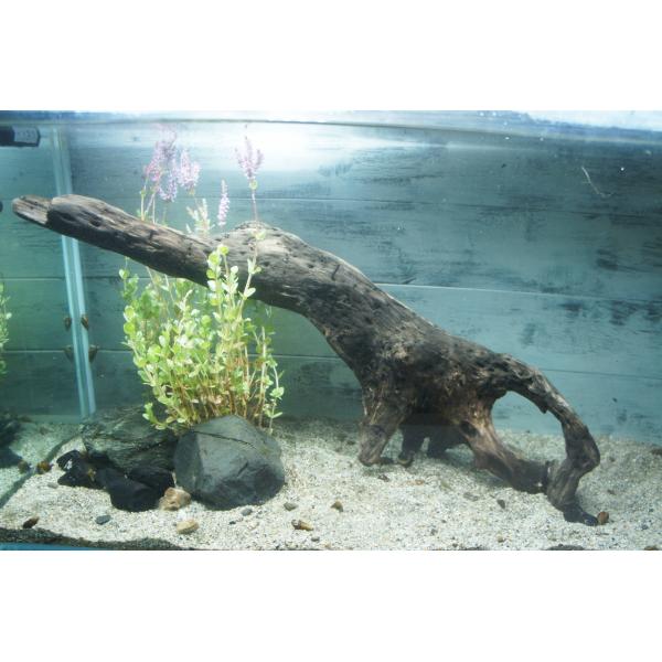 あく抜き不要！水に沈む状態でお届けします』アクアリウム 流木 大型
