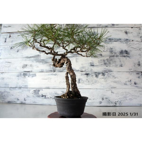 盆栽 『赤松』 和風 インテリア 園芸 ガーデニング おしゃれ 雑貨