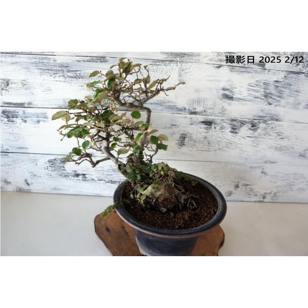 盆栽 『グミ』ヒメイタビ巻き付き 和風 インテリア 園芸 ガーデニング