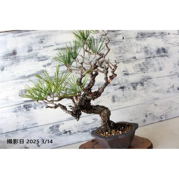 盆栽 『赤松』 和風 インテリア 観葉植物 ガーデニング 送料無料 b066 盆栽 『赤松』 和風 インテリア 松 春 園芸 ガーデニング