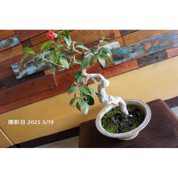 盆栽 『椿』 ヤブツバキ インテリア 観葉植物 ガーデニング 送料無料 b090 wooddrops_bonsai090