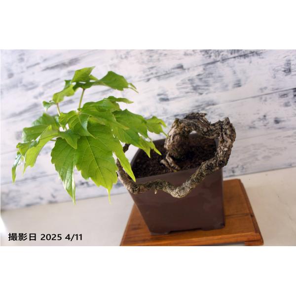 盆栽 『蔦(ツタ)』 インテリア 観葉植物 ガーデニング 送料無料 b110 盆栽 『蔦（ツタ）』 紅葉 和風 インテリア 春 園芸 ガーデニング
