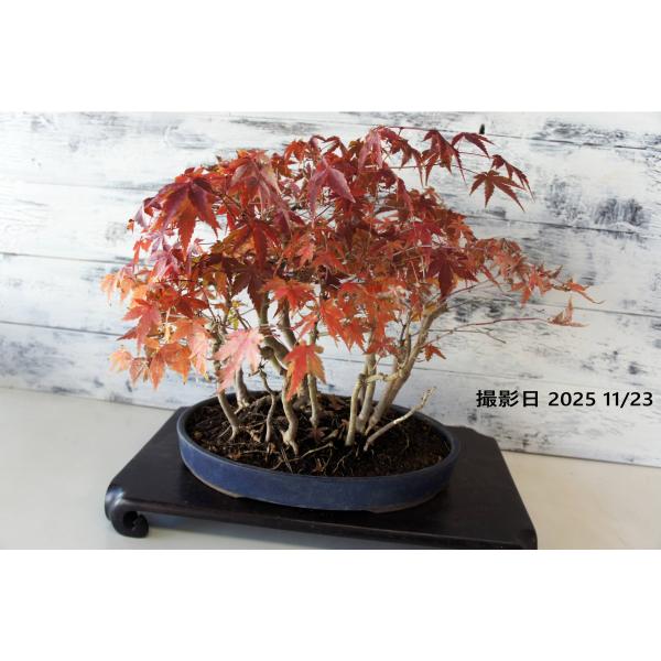 盆栽 『獅子頭』 紅葉 インテリア 観葉植物 ガーデニング 送料無料 b117