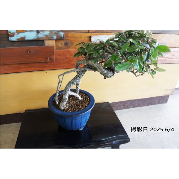 盆栽 『グミ』 インテリア オブジェ 観葉植物 ガーデニング 送料無料 b010 盆栽 『グミ』 和風 インテリア 園芸 ガーデニング オブジェ 観葉植物