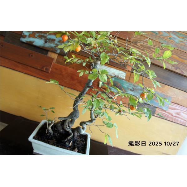 盆栽 『次郎柿』 ジロウガキ 実 和風 インテリア 園芸 花 ガーデニング