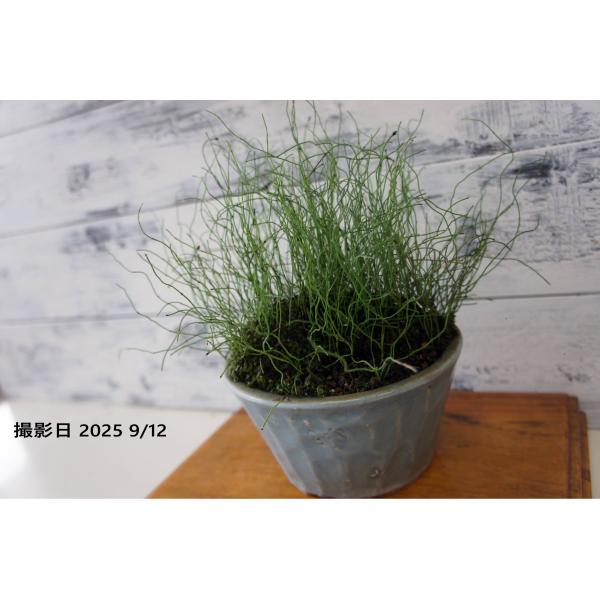 [Release date: September 13, 2025]和風テイストのインテリア『盆栽』四季折々で違った表情を見せる最も身近な自然をお楽しみください。商品は盆栽のみの販売となります。※花台や地板,その他のものは付属しておりません...