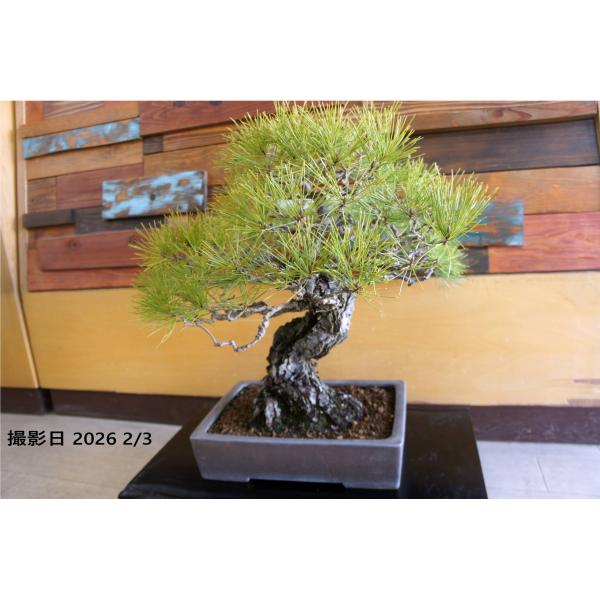 盆栽 『黒松』 インテリア 園芸 観葉植物 ガーデニング 送料無料 b029 盆栽 『黒松』 和風 インテリア 松 園芸 ガーデニング オブジェ 観葉