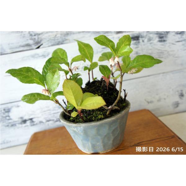 盆栽 山野草 『ヤブコウジ』 十両 和風 インテリア 苔 花 観葉植物 ガーデニング 園芸 b278