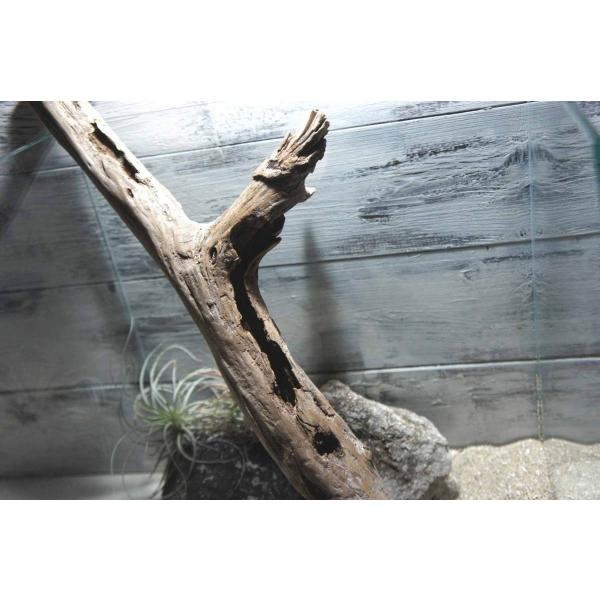 流木 アク抜き処理済 テラリウム 124 爬虫類 昆虫 登り木 インテリア Olhodaguadocasado Al Gov Br