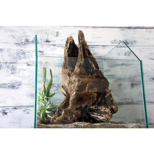 [Release date: September 7, 2021]爬虫類、昆虫の登り木　流木で飼育ケージ、水槽のレイアウトテラリウム、アクアテラリウムなどのディスプレイに本商品は洗浄、煮沸消毒、爬虫類や昆虫用としてあく抜き処理を行っておりま...