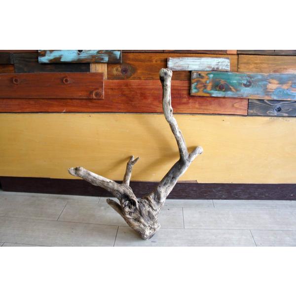 [Release date: September 29, 2021]爬虫類、昆虫の登り木　流木で飼育ケージ、水槽のレイアウトテラリウム、アクアテラリウムなどのディスプレイに本商品は洗浄、煮沸消毒、爬虫類や昆虫用としてあく抜き処理を行っており...