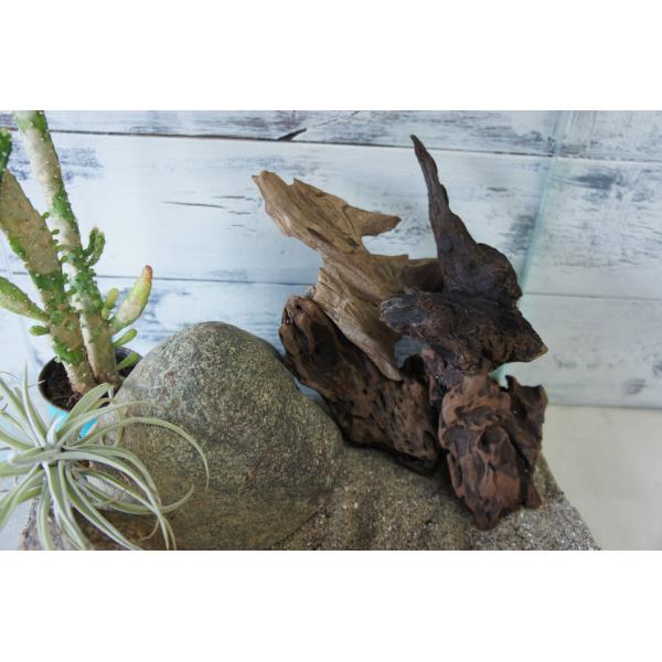 流木 4本セット テラリウム 爬虫類 登り木 あく抜き処理 煮沸