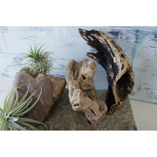 [Release date: October 29, 2024]爬虫類、昆虫の登り木　流木で飼育ケージ、水槽のレイアウトテラリウム、アクアテラリウムなどのディスプレイに本商品は洗浄、煮沸消毒、爬虫類や昆虫用としてあく抜き処理を行っております...