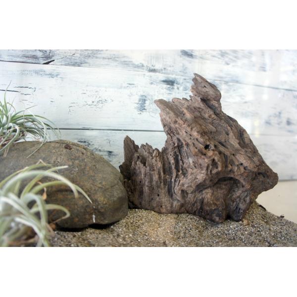 [Release date: August 19, 2025]※沈下しにくい流木ですのでアクアリウムには適しておりません。　流木本体のみの販売となります。水槽、植物等その他のものは付属しておりませんのでご注意ください。テラリウムや爬虫類、昆...