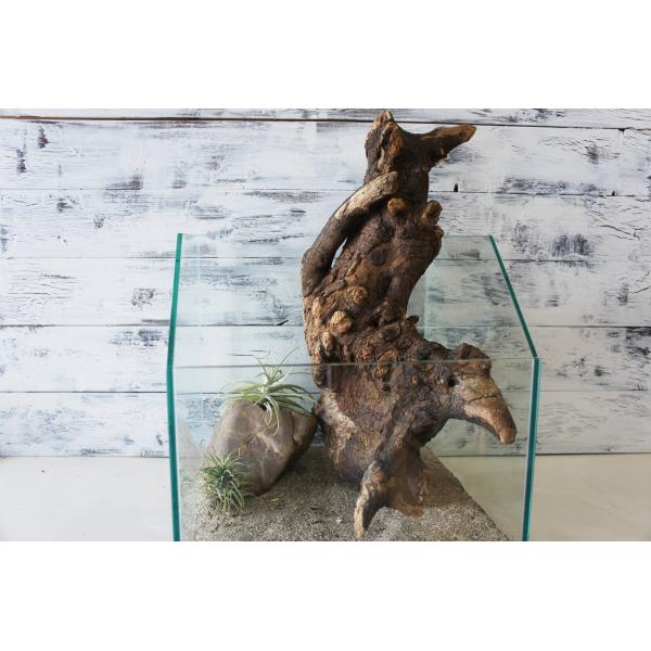 [Release date: August 25, 2025]爬虫類、昆虫の登り木　流木で飼育ケージ、水槽のレイアウトテラリウム、アクアテラリウムなどのディスプレイに本商品は洗浄、煮沸消毒、爬虫類や昆虫用としてあく抜き処理を行っております。...