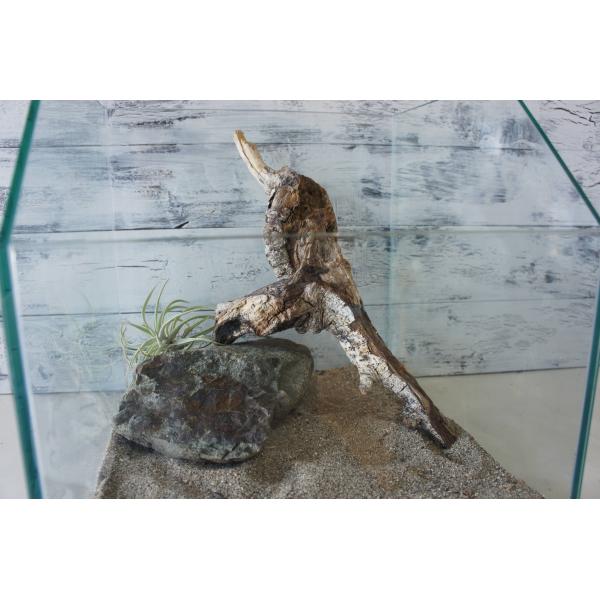 [Release date: September 19, 2025]爬虫類、昆虫の登り木　流木で飼育ケージ、水槽のレイアウトテラリウム、アクアテラリウムなどのディスプレイに本商品は洗浄、煮沸消毒、爬虫類や昆虫用としてあく抜き処理を行っており...