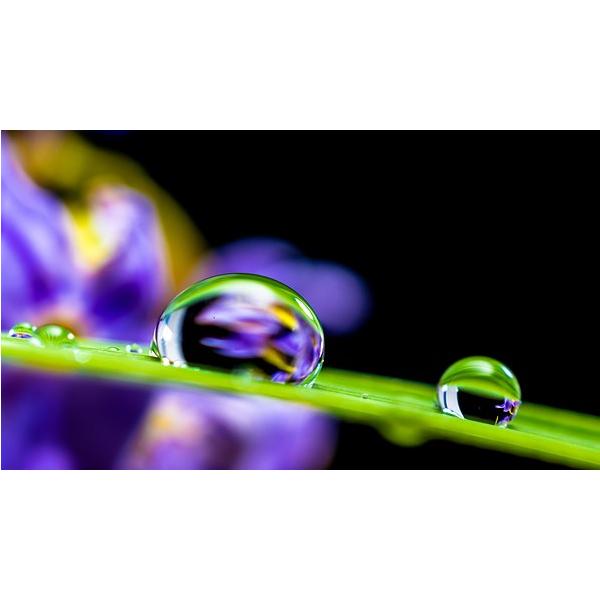 生活の木 アロマオイル全国送料無料 ライム精油 水蒸気蒸留法 10mlエッセンシャルオイル 生活の木精油は植物抽出 Buyee Buyee 일본 통신 판매 상품 옥션의 대리 입찰 대리 구매 서비스