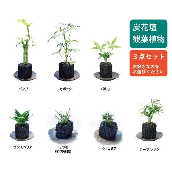 観葉植物 炭 植木 盆栽の人気商品 通販 価格比較 価格 Com