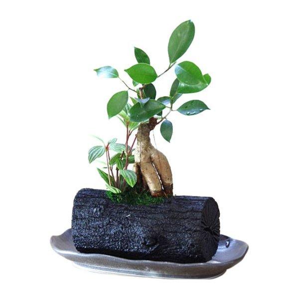 炭インテリア グリーン 炭花壇 観葉植物 大 ガジュマル Sumi Gaju ドア 障子 襖 ウッディーストアa K 通販 Yahoo ショッピング