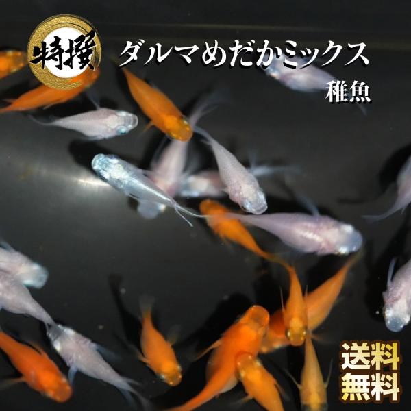 WGAのゾウリムシ・万能餌で飼育中！【商品の説明】ダルマミックス　稚魚10匹※写真は親魚の参考画像です。※完全ランダムにて選別いたします。大きさの指定、雌雄の指定は致しかねます。(ペア販売除く)※飼育方法などの説明書は添付しておりません。ご...