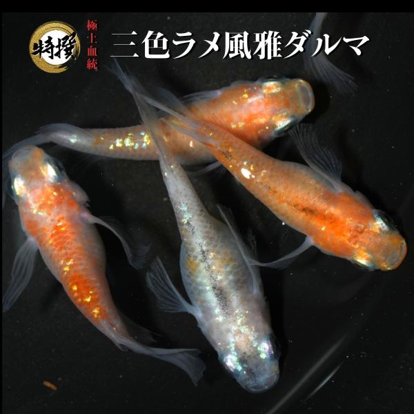 【10匹】メダカ 三色ラメ風雅ダルマ【送料無料】S~SSサイズ 稚魚 めだか 生体 目高 ダルマメダカ ゾウリムシ ミジンコ PSB と同梱可能 生クロレラ同梱不可