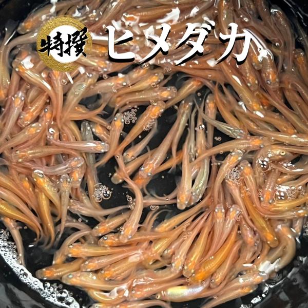 1匹価格】めだか ヒメダカ【1000匹まで同梱包可能】目高 生体 餌 1匹価格】めだか ヒメダカ【1000匹まで同梱包可能】目高 生体 餌