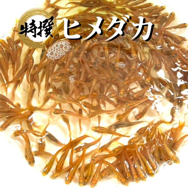 【商品の説明】ヒメダカ　100匹※写真は参考画像です。※完全ランダムにて選別いたします。※説明書は添付しておりません。ご不安な方は公式ラインまでお問い合わせください。【注意事項】・ご到着後、商品に間違いがないか、数が入っているかを必ずお確か...