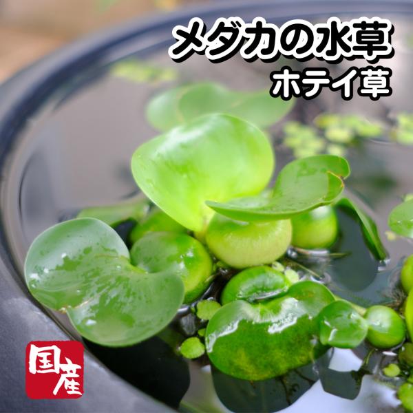 業務用100株】国産無農薬ホテイ草【送料無料】メダカの水草 めだか 目