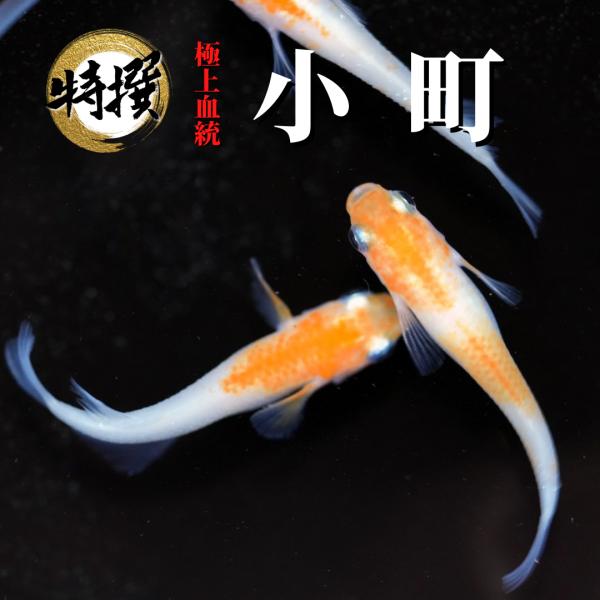 【入門用成魚5匹】メダカ 小町【送料無料】小町めだか メダカ 目高 生体 ゾウリムシ ミジンコ PSBと同梱可能